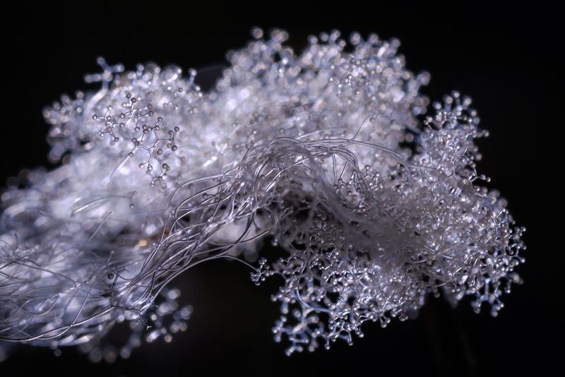 Сизигитес великоплодный, Syzygites megalocarpus, гриб паразит Архитектура грибов фото превью