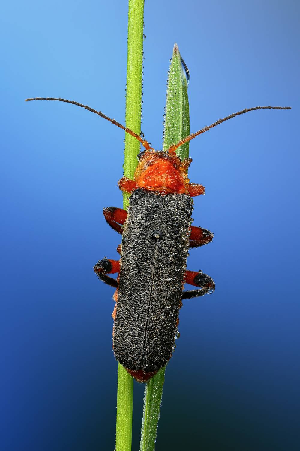 макро, природа, животное, растение, цвет, фото, синий, жук, трава, Шаповалов Андрей