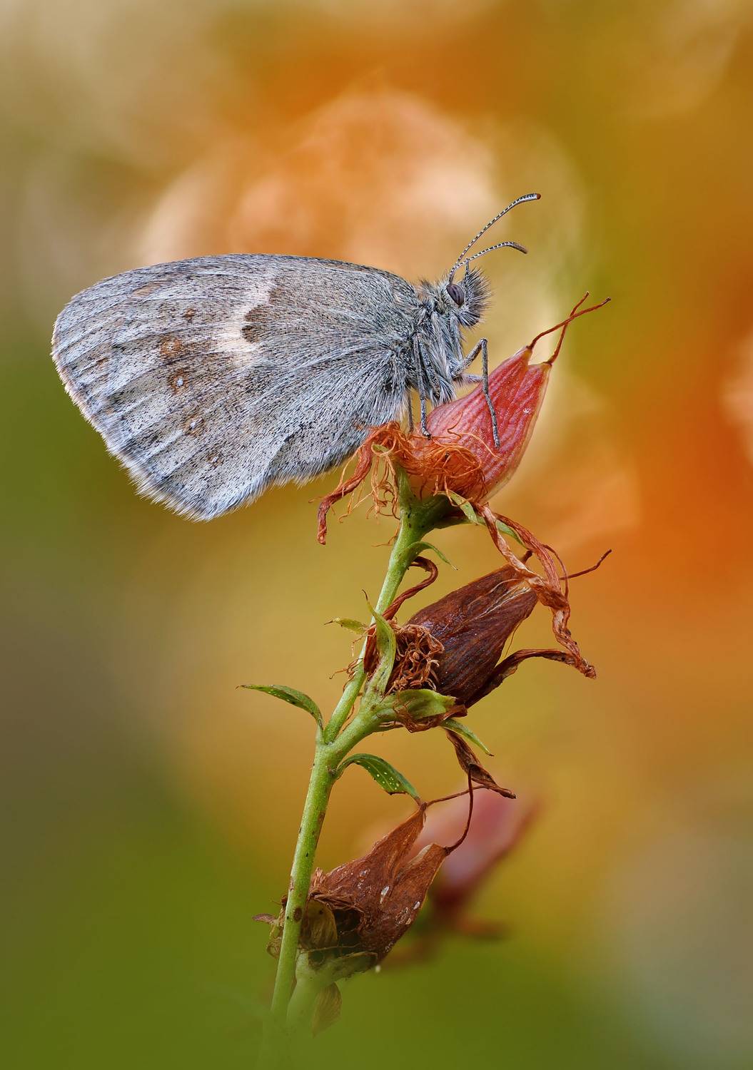 , Чепленко Алексей