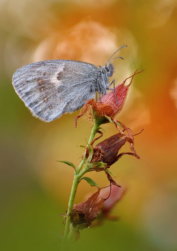 Сенница фото превью