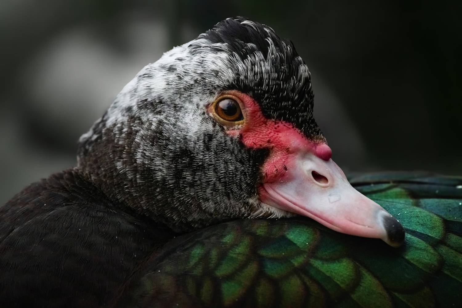 мускусная утка, muscovy duck, Cairina moschata, птица, дикая природа, птицы России, birdwatching, nature, wildlife photography, close-up bird, Полина Шальнева