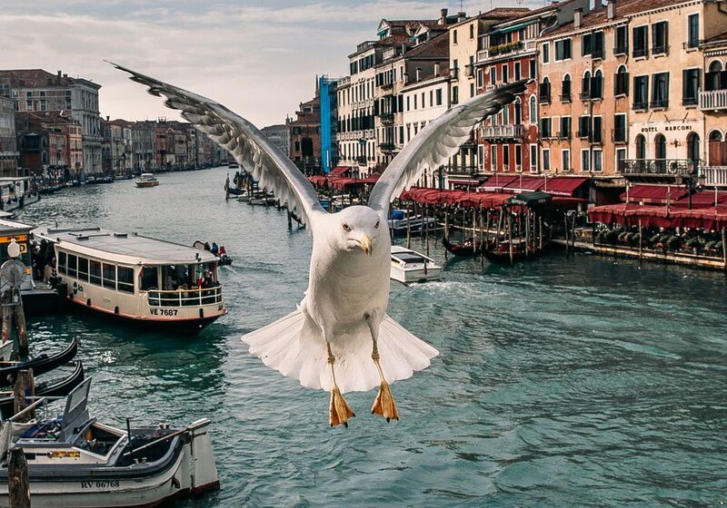Венецианская чайка фото превью