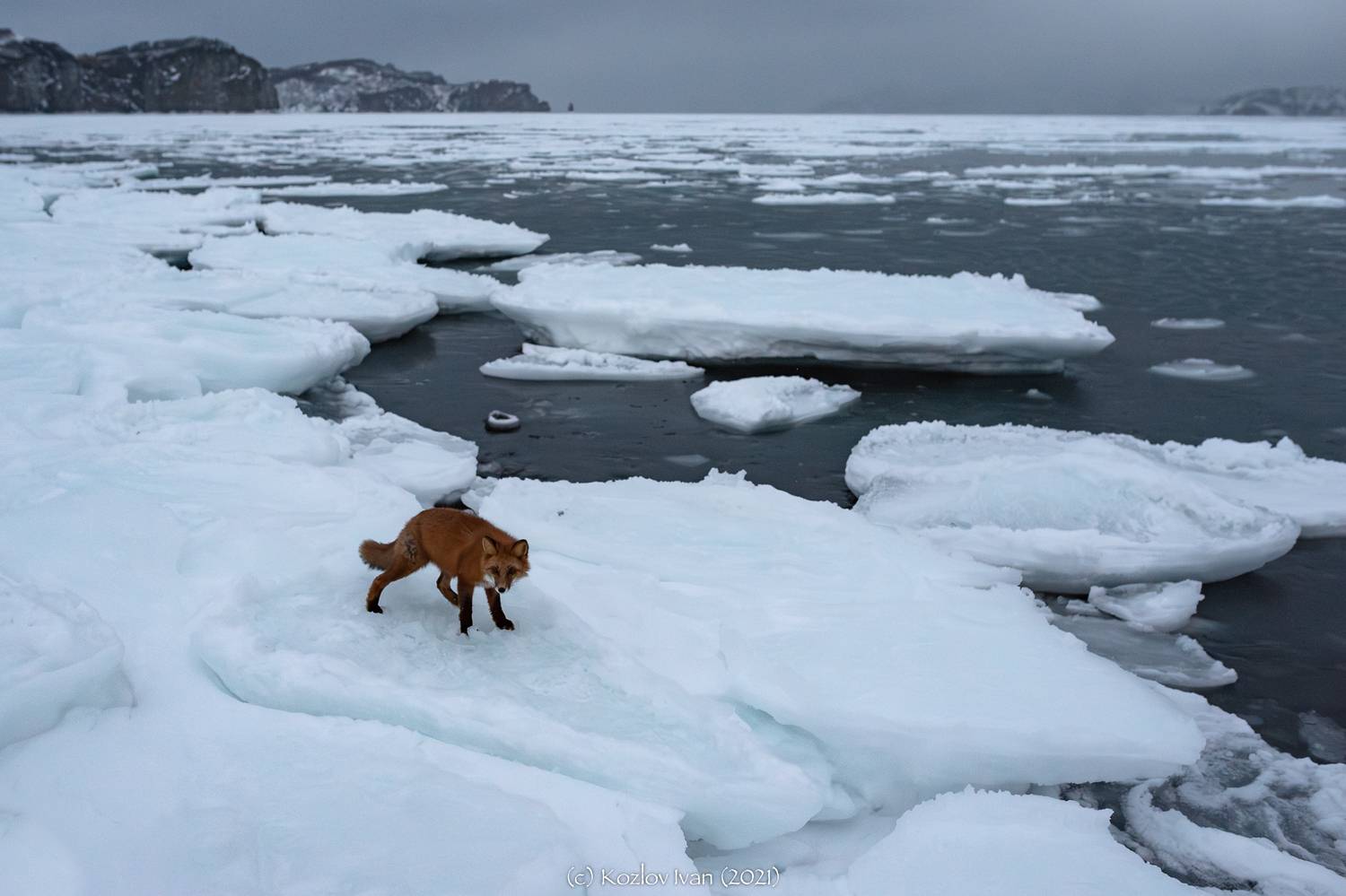 , Козлов Иван
