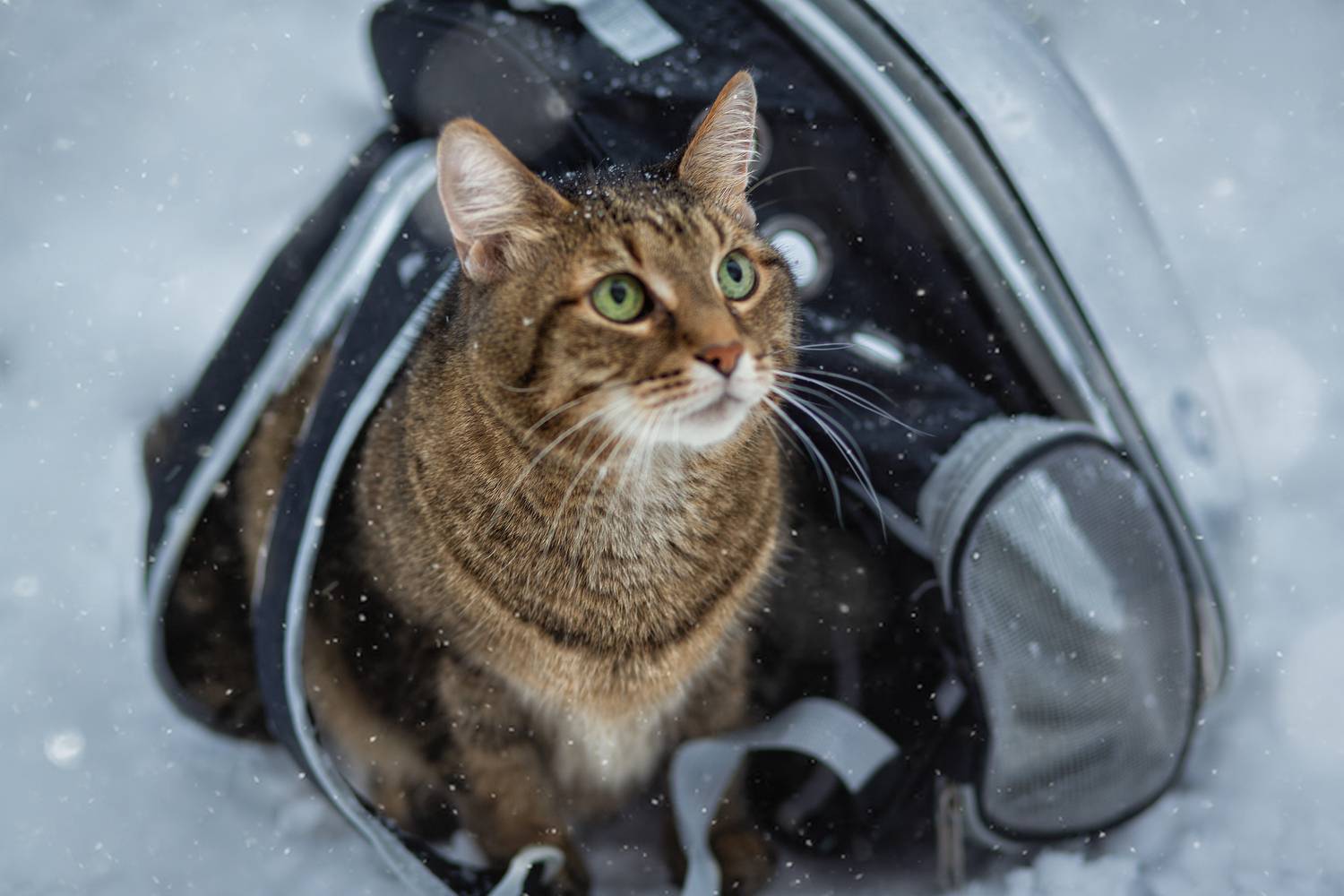 , Рязанцева Анастасия