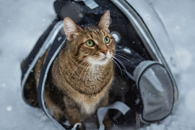 Котик Хасан фото превью