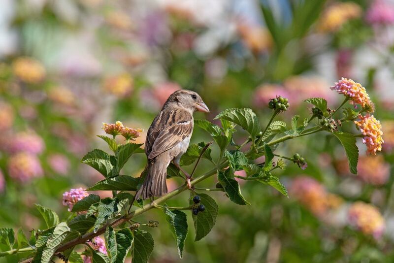 *Был месяц май... фото превью
