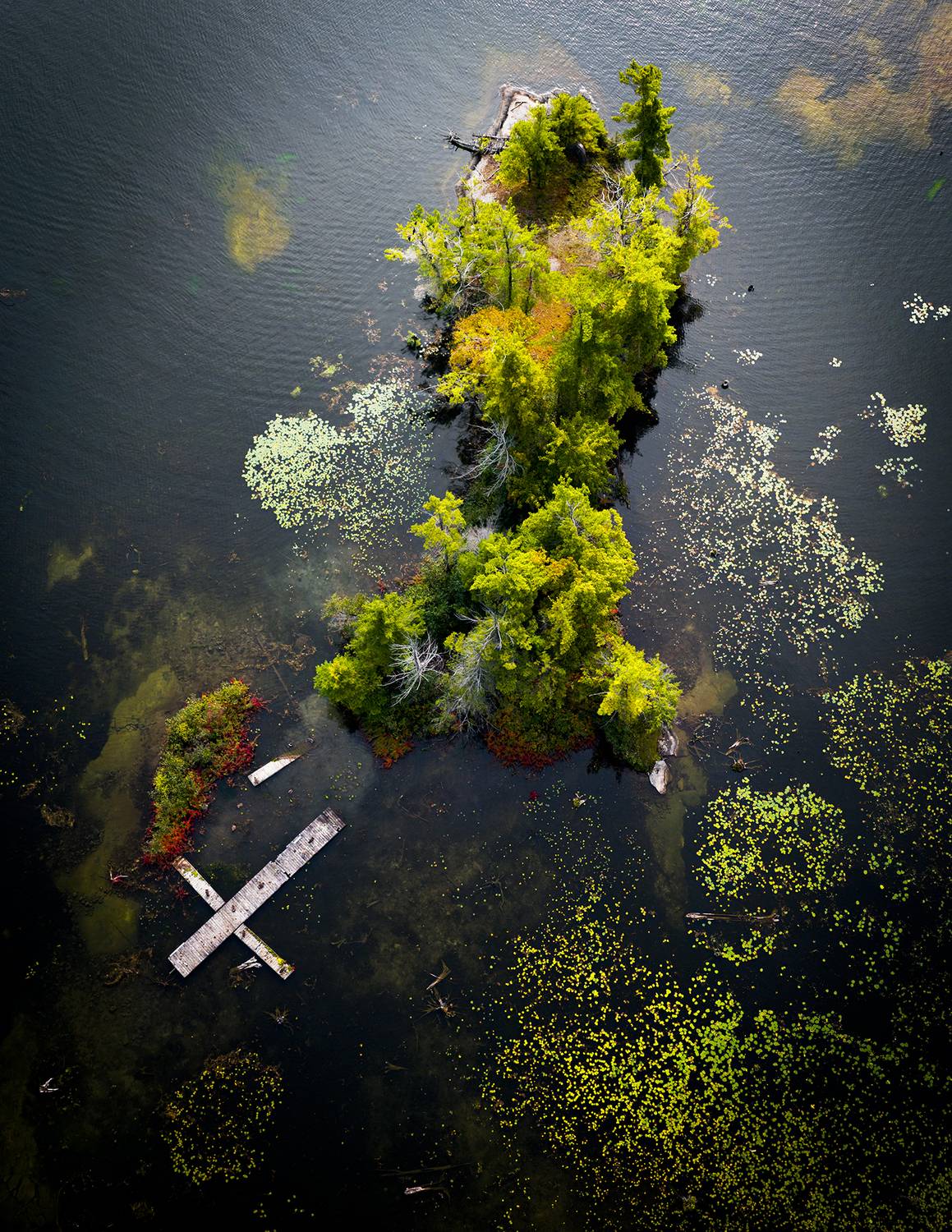 aerial, island, canada, water, lake, trees, cross, dock, submerged, reflection, mess, wooden, nature, structure, water, ontario, abstract, peace, isolated, solitude, algae, floral, green, platform, forgotten, underwater, marko radovanovic, Radovanovic Marko