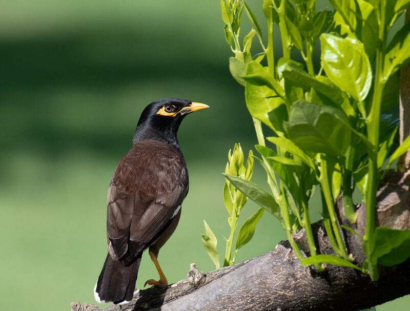 *В апельсиновом саду фото превью