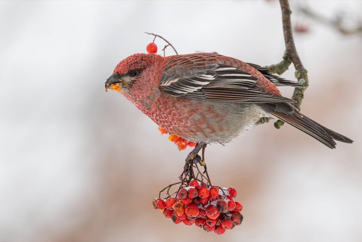 щур, рябина, птицы, Ruslan Pl