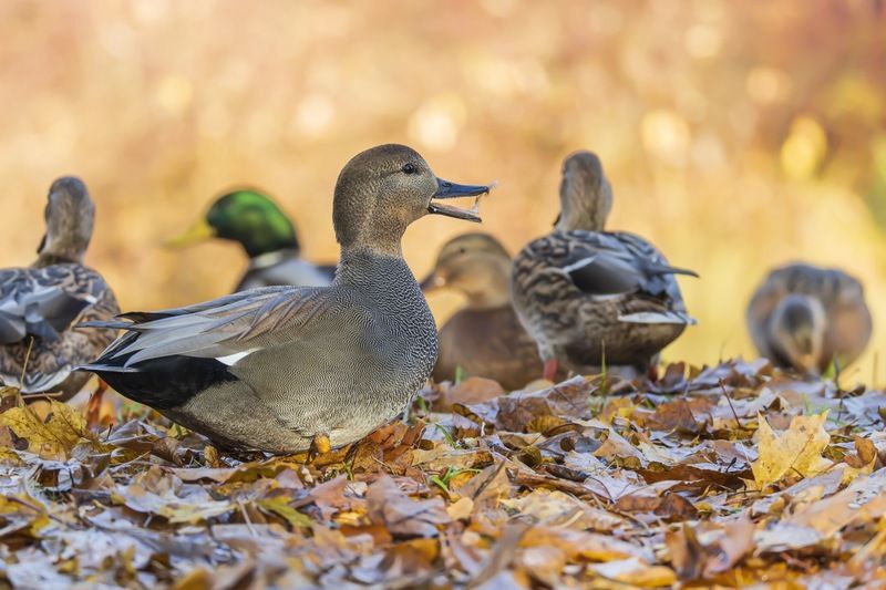 утка, серая утка, птицы, осень Кто следующий на депиляцию? фото превью