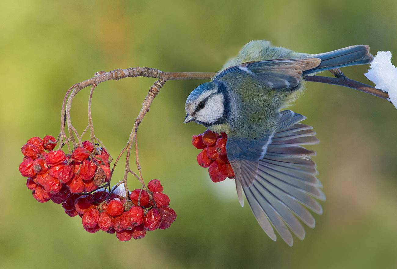 синица,лазоревка,рябина,зима, Иван