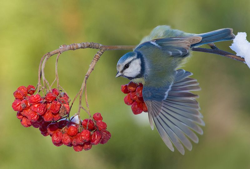 синица,лазоревка,рябина,зима Синяя птичка фото превью