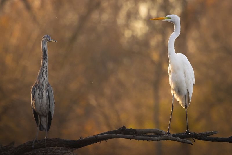 Herons фото превью