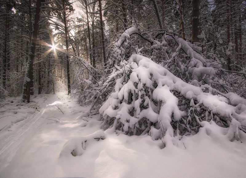 сибирь, зима, лес, снег Зимний лес фото превью