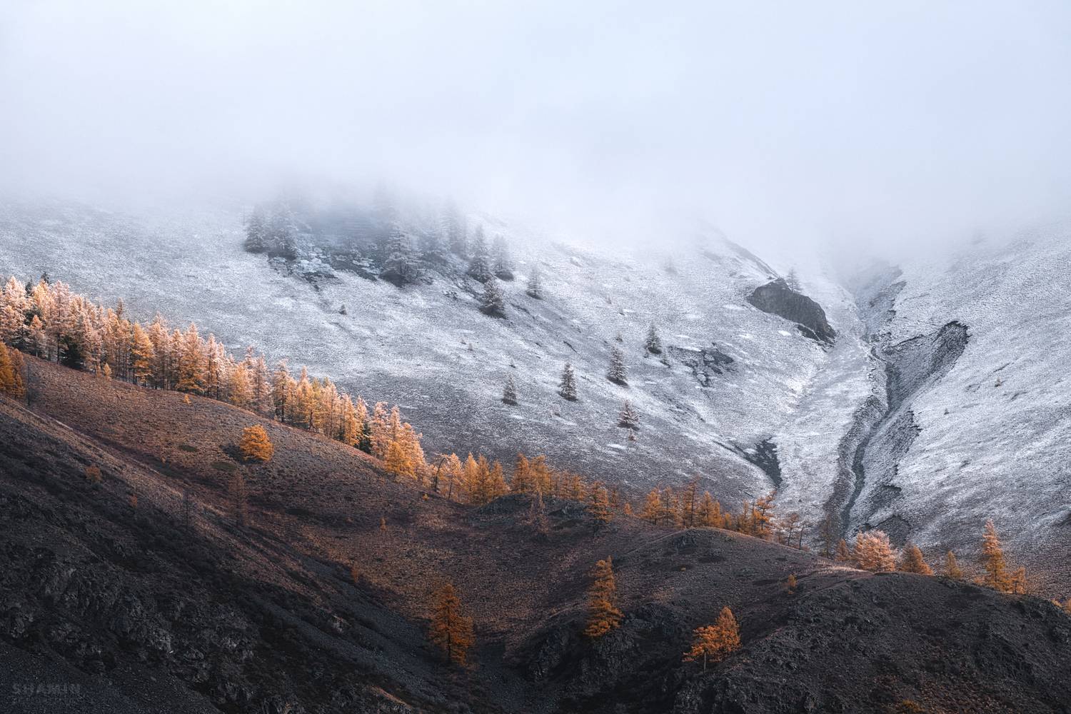 , Константин Шамин