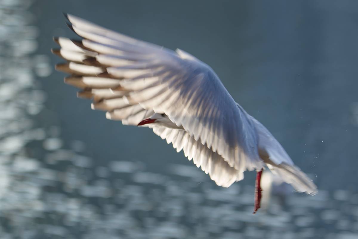 bird, птица, чайка, озерная чайка, Хилько Марина