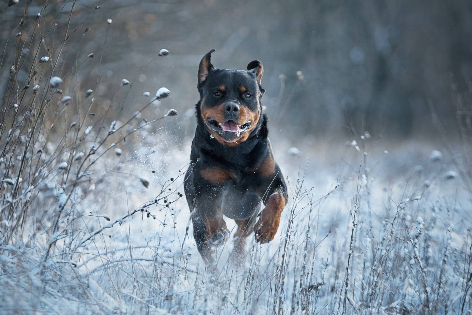 , Кудлай Яна