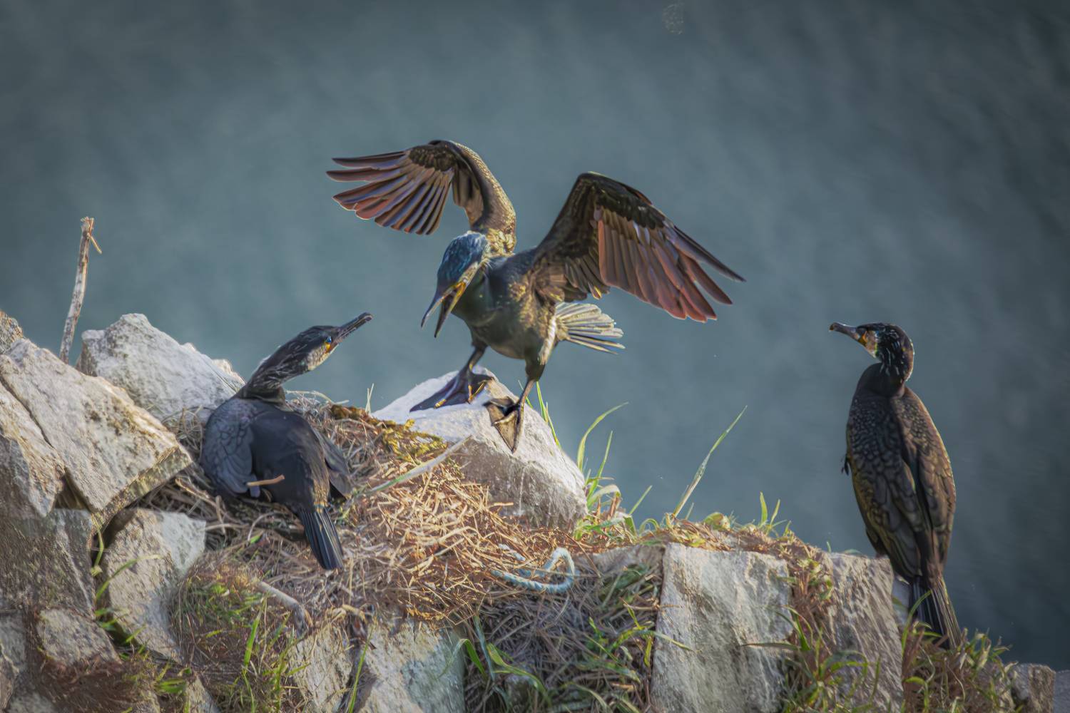 , Лаврентьев Александр