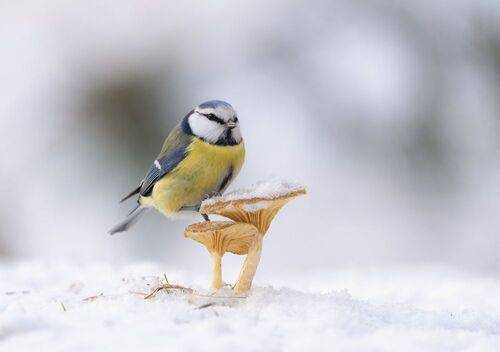 Картинка из леса