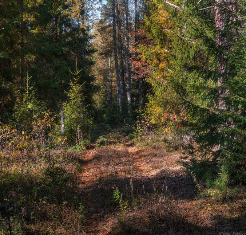 Лес, осень, дорога, сосны, ели, листья На лесной дороге фото превью