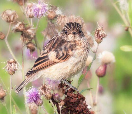 Малыш чеканчик