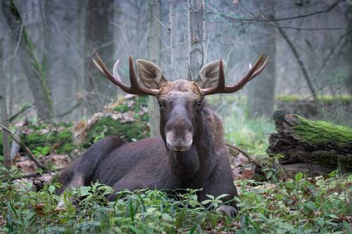 Хозяин изумрудного зала ноября