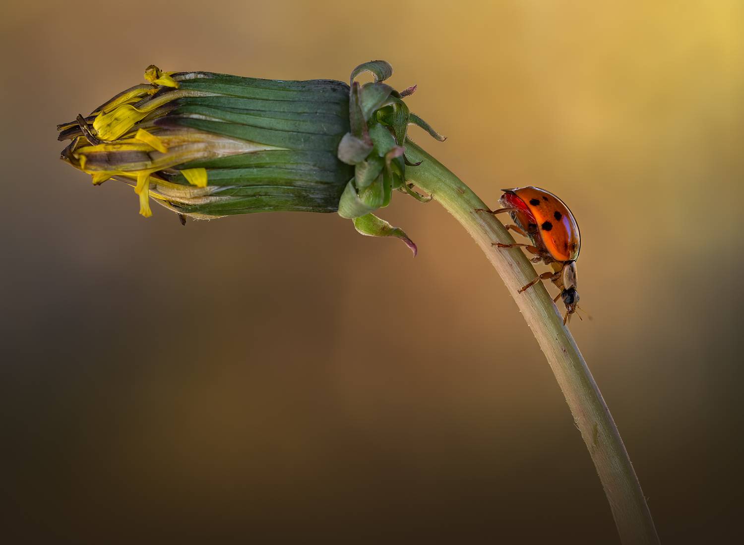 ladybug, beetle, insect, flower, macro, bugs, ladybird,, Atul Saluja