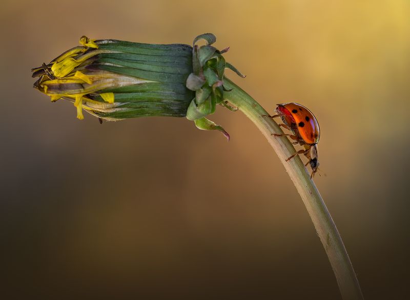 ladybug, beetle, insect, flower, macro, bugs, ladybird, Towards oblivion фото превью