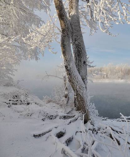 Украшено инеем