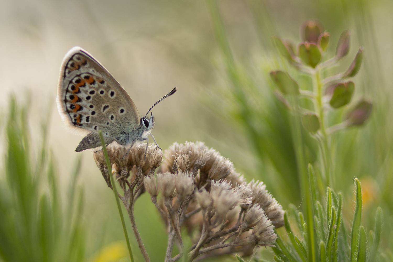 макро, бабочки, голубянка, Рябов Игорь
