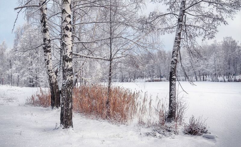 берёзы пруд тростник Зима фото превью