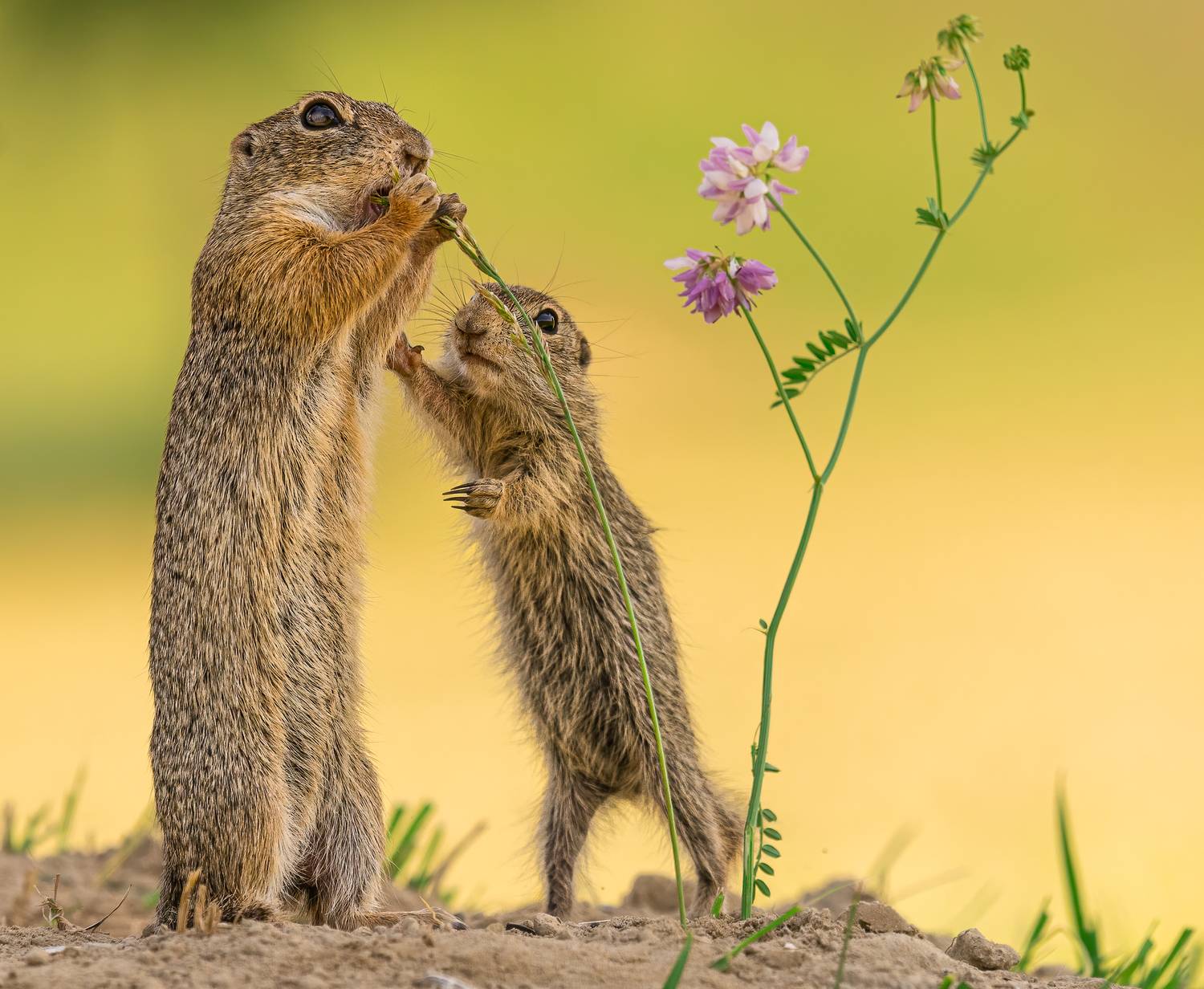 animal nature wildlife cute funny, T&iacute;mea Ambrus