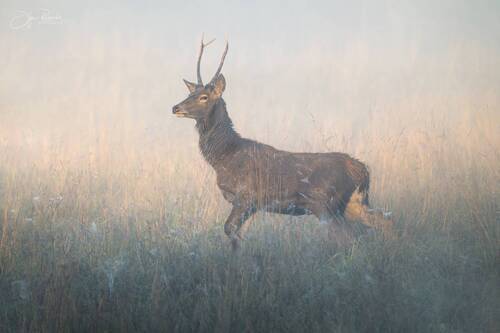 В паутинках осени