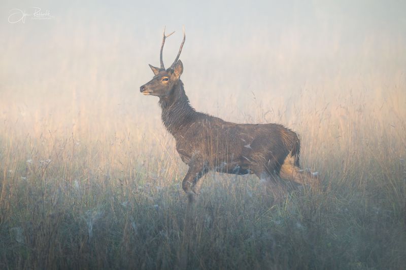 олень, беларусь, гон, deer, rut, осенний гон, красный бор, олени, осень, рассвет, red deer, туман, беларусь, красный бор, спичак В паутинках осени фото превью