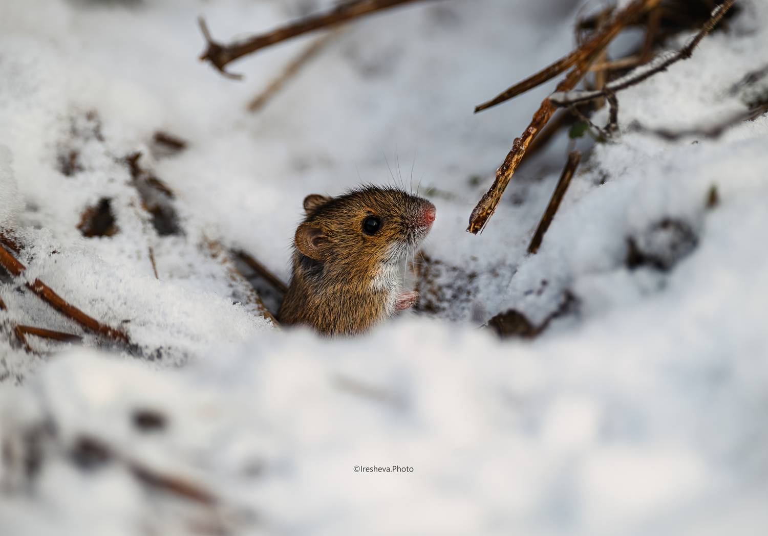 Мышь. полевая мышь, Ирешева Мария