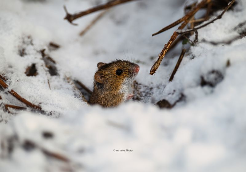 Мышь. полевая мышь Крошка Мышь фото превью