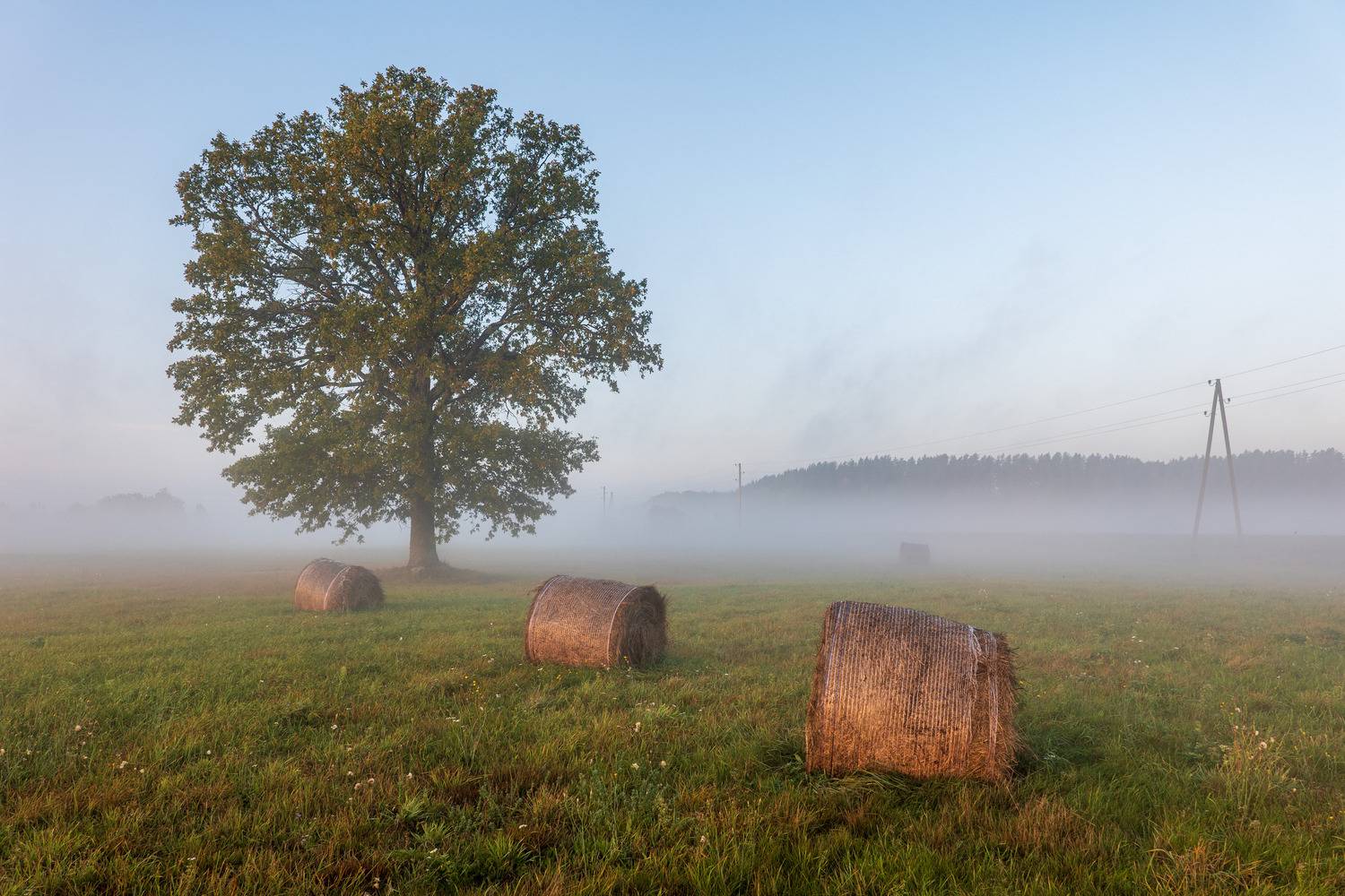 , Гордон Николай