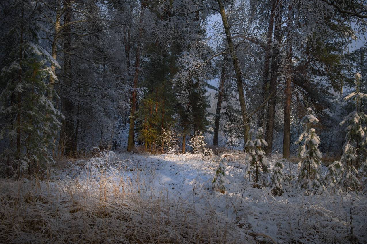 зима  лес березы сосны молодняк свет серково, Алексеев Дмитрий