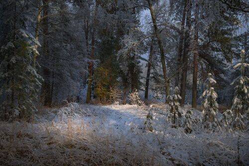 Зимний этюд