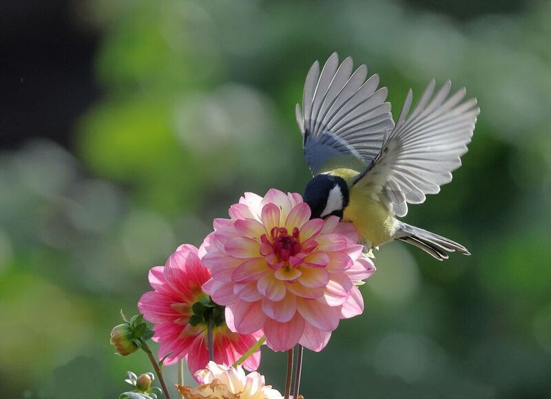 фото превью