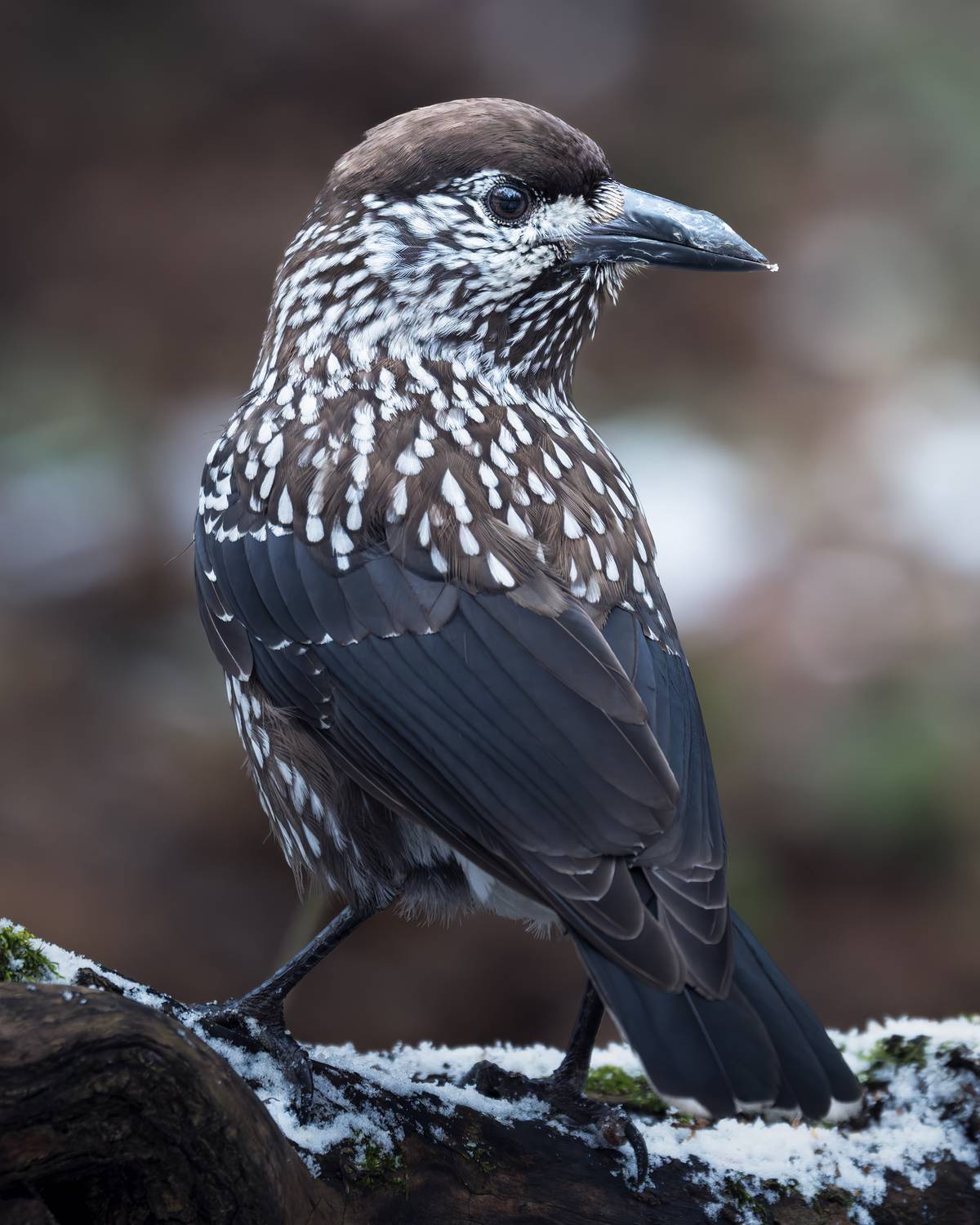 , Поляков Михаил