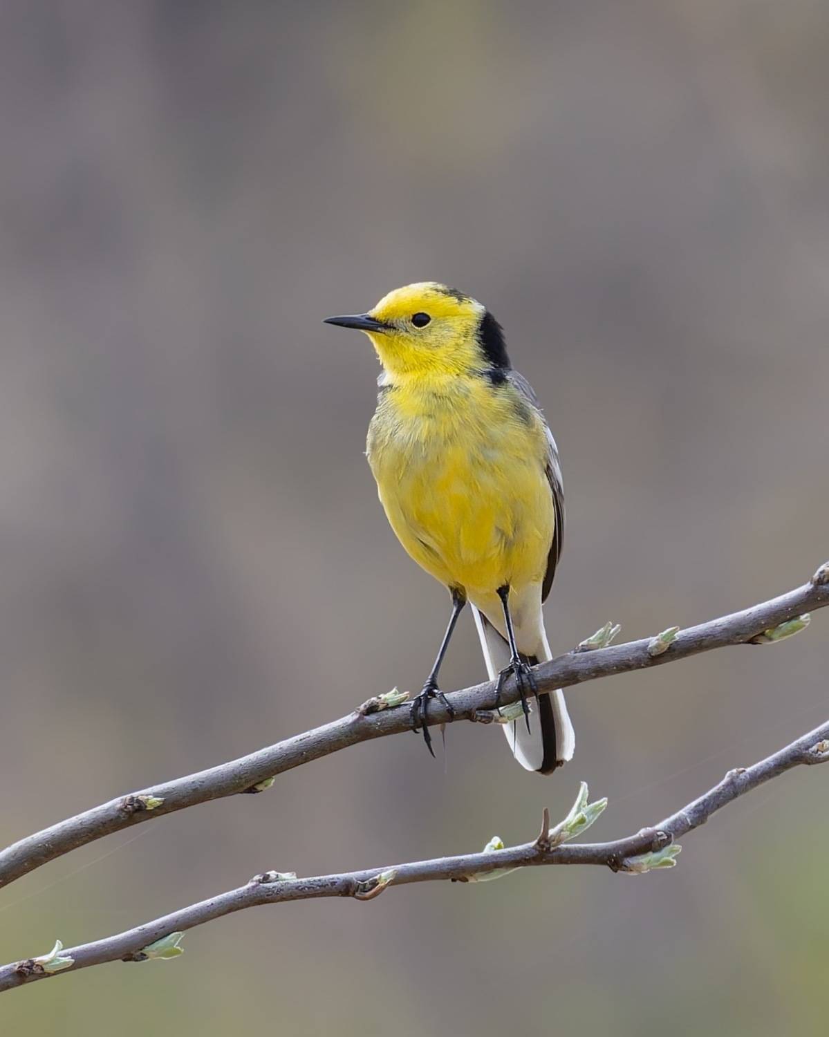 желтоголовая трясогузка, птицы, трясогузка, Ruslan Pl