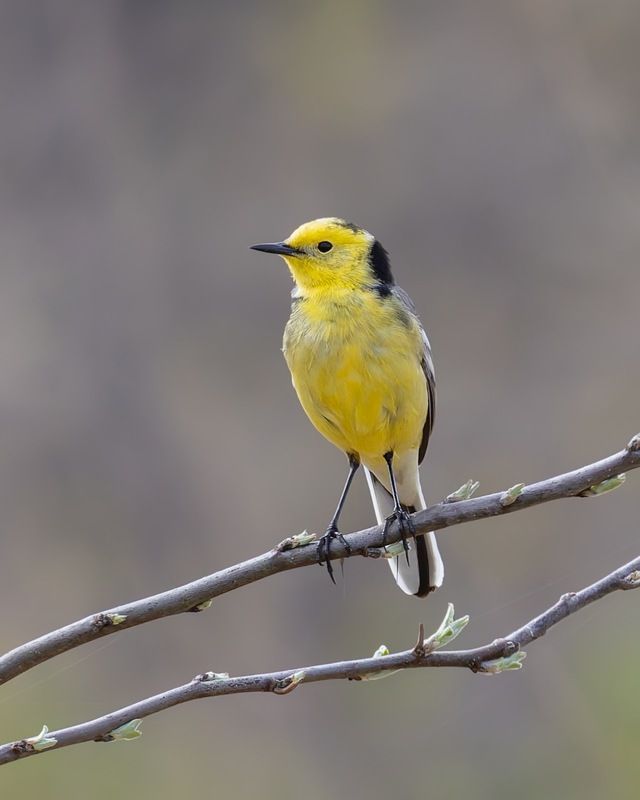 желтоголовая трясогузка, птицы, трясогузка Желтоголовая трясогузка фото превью