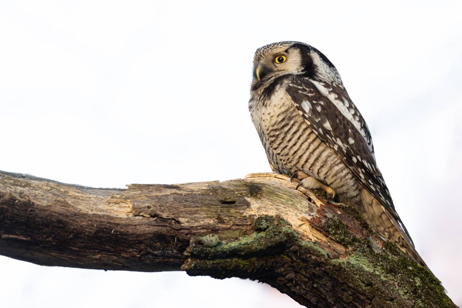 ястребиная сова, сова, птицы, Ruslan Pl