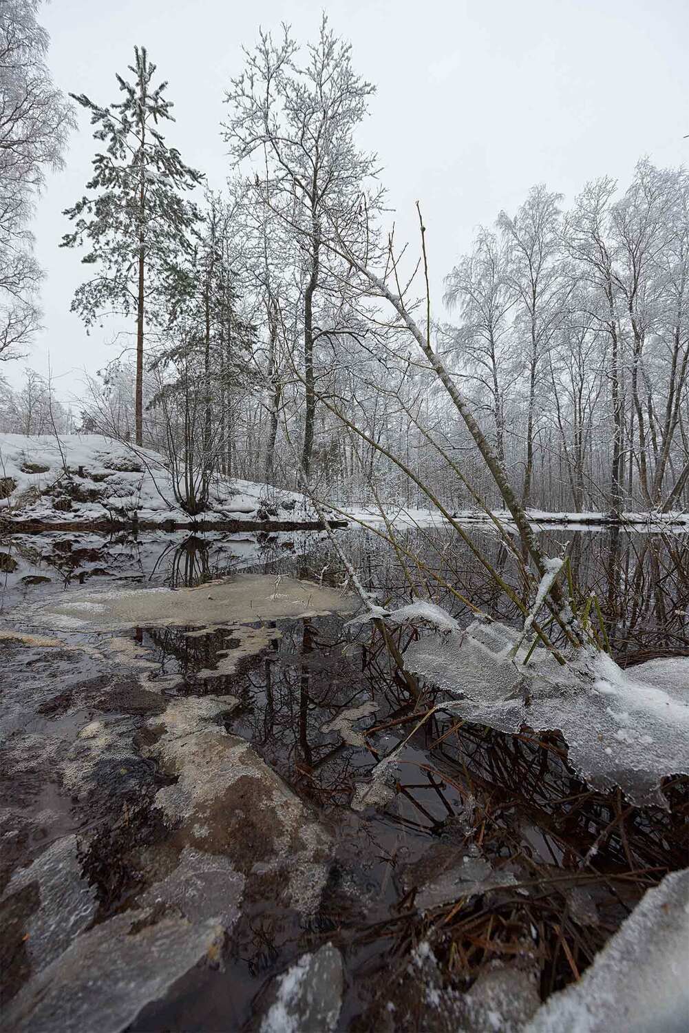 , Елена Михайлова
