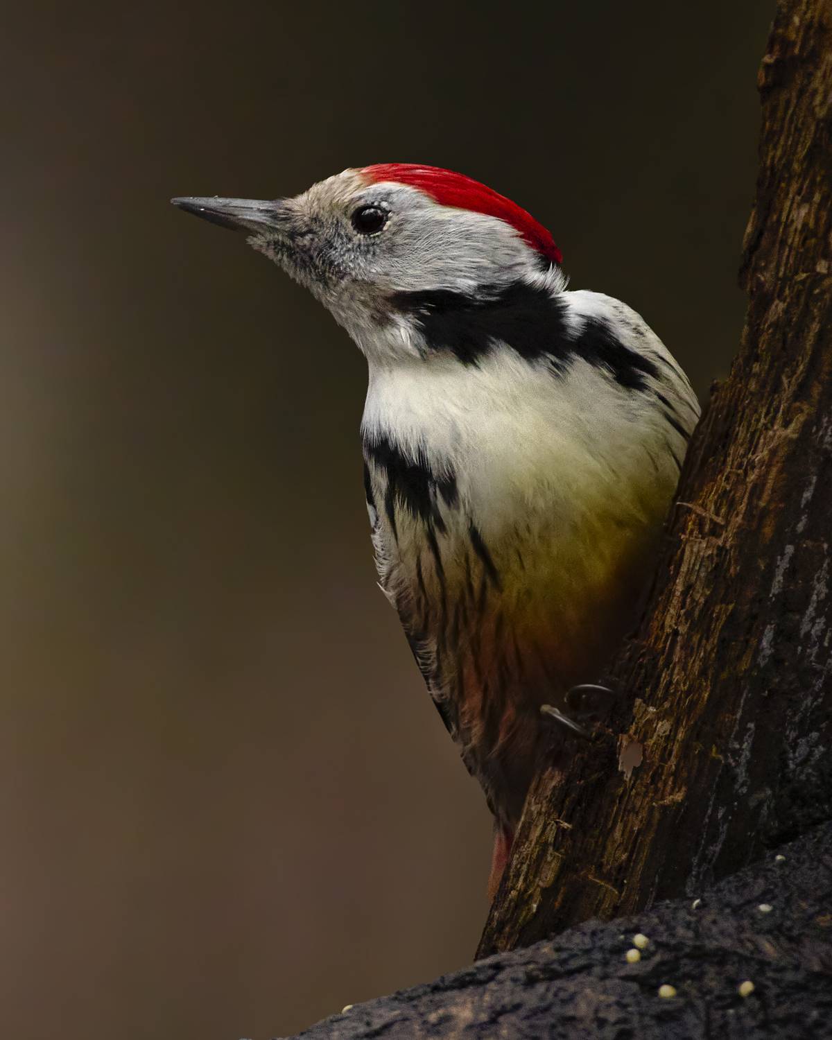 средний пестрый дятел, middle spotted woodpecker, Dendrocoptes medius, птица, дикая природа, woodpecker, птицы России, birdwatching, nature, wildlife photography, close-up bird, Полина Шальнева