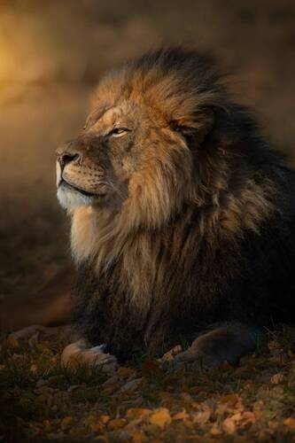Crowned by the Light