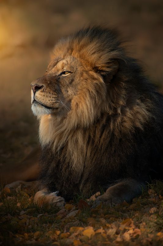 lion, sunset, resting cat,  Crowned by the Light фото превью