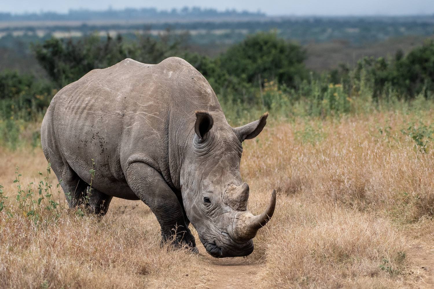 , Николаев Дмитрий