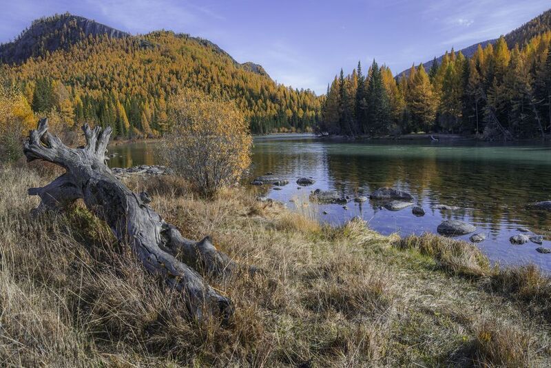россия, горный алтай, река, осень У бревна фото превью